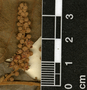 Cupania guatemalensis (Turcz.) Radlk., Guatemala, J. A. Steyermark 44328, F
